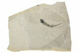 Permian Amphibian (Sclerocephalus) Fossil - Germany #264220-1